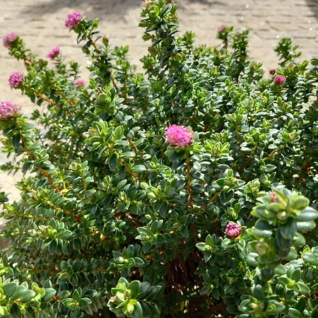 Funileiro, E Quartos