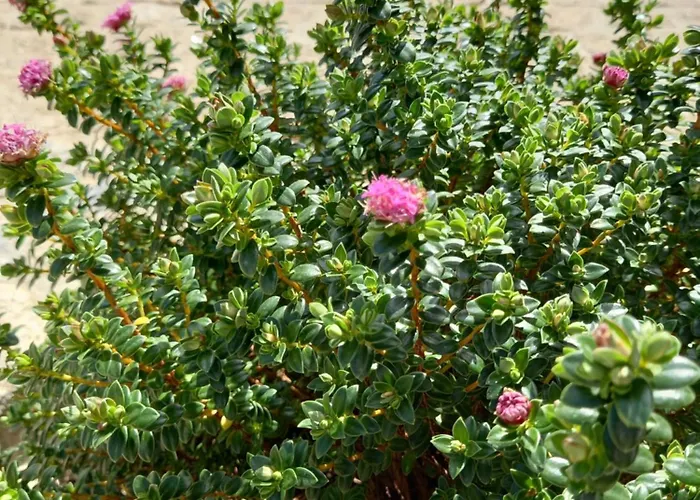 Funileiro, E Quartos